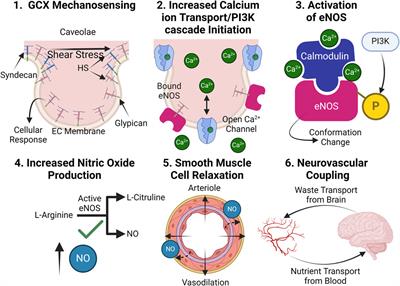 Unraveling neurovascular mysteries: the role of endothelial glycocalyx dysfunction in Alzheimer’s disease pathogenesis